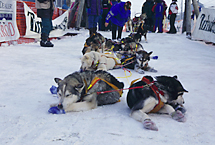 アラスカ